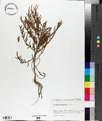 Salicornia ramosissima image