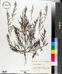 Salicornia ramosissima image