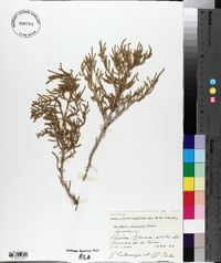 Salicornia ramosissima image