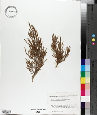 Salicornia ramosissima image