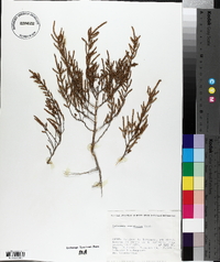 Salicornia ramosissima image