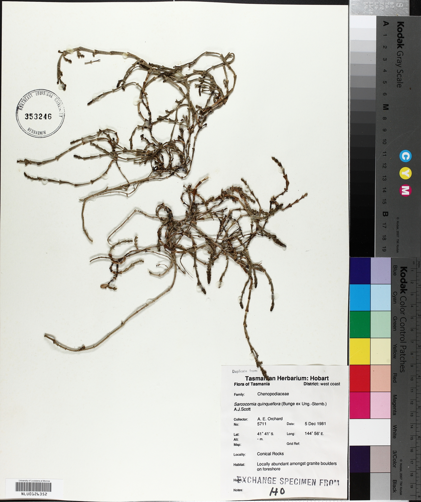 Sarcocornia quinqueflora image