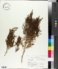 Salicornia perennis image