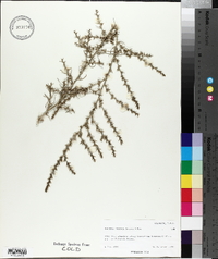 Salsola tragus image