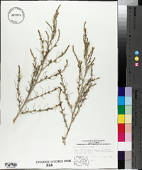 Salsola collina image