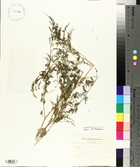 Chenopodium boscianum image