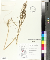 Chenopodium berlandieri var. sinuatum image
