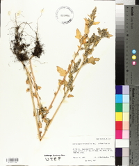 Chenopodium berlandieri image