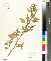 Chenopodium berlandieri image