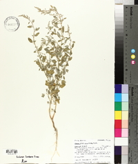 Chenopodium atrovirens image