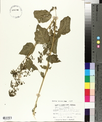 Chenopodiastrum hybridum image