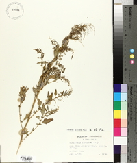 Chenopodium album var. album image