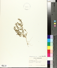 Chenopodium humile image