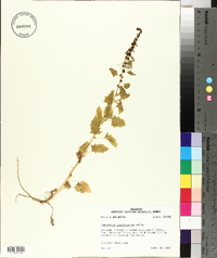 Chenopodiastrum simplex image