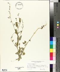 Chenopodium fremontii image