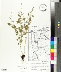 Chenopodium fremontii image