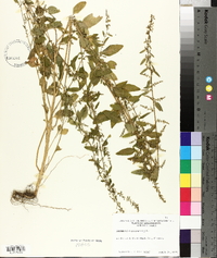 Chenopodium polyspermum image