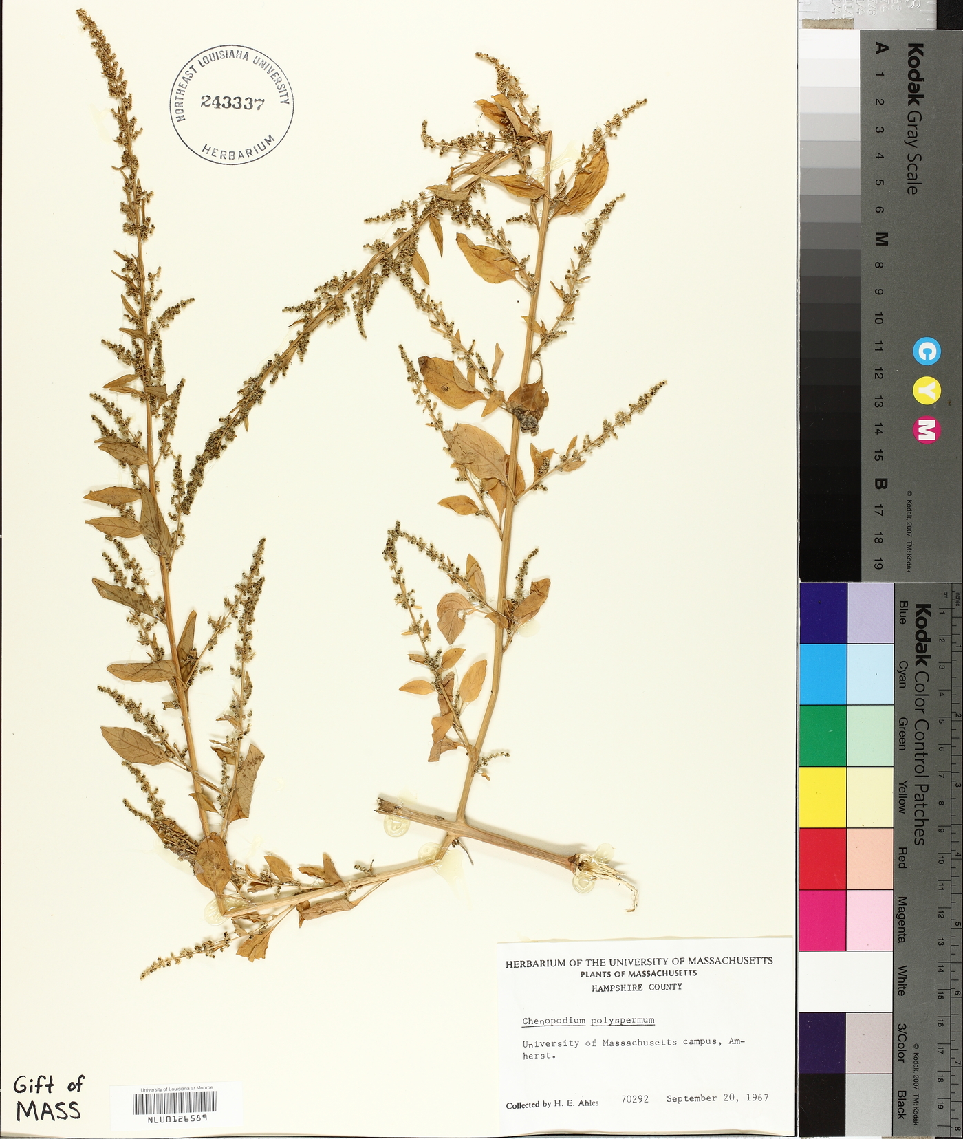 Chenopodium polyspermum image
