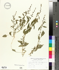 Chenopodium overi image