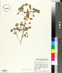 Chenopodium oahuense image
