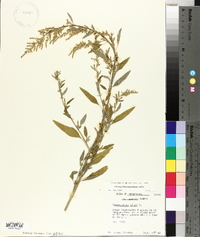 Chenopodium album var. missouriense image