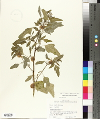 Chenopodium album var. missouriense image