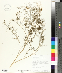 Chenopodium album var. missouriense image