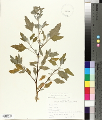 Chenopodium album var. missouriense image