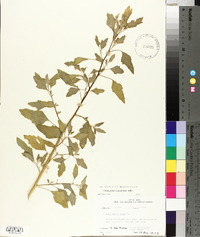 Chenopodium album var. missouriense image