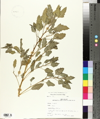 Chenopodium album var. missouriense image