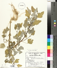 Chenopodium album var. missouriense image