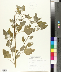 Chenopodium album var. missouriense image