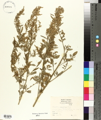 Chenopodium album var. missouriense image