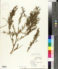 Chenopodium album var. missouriense image