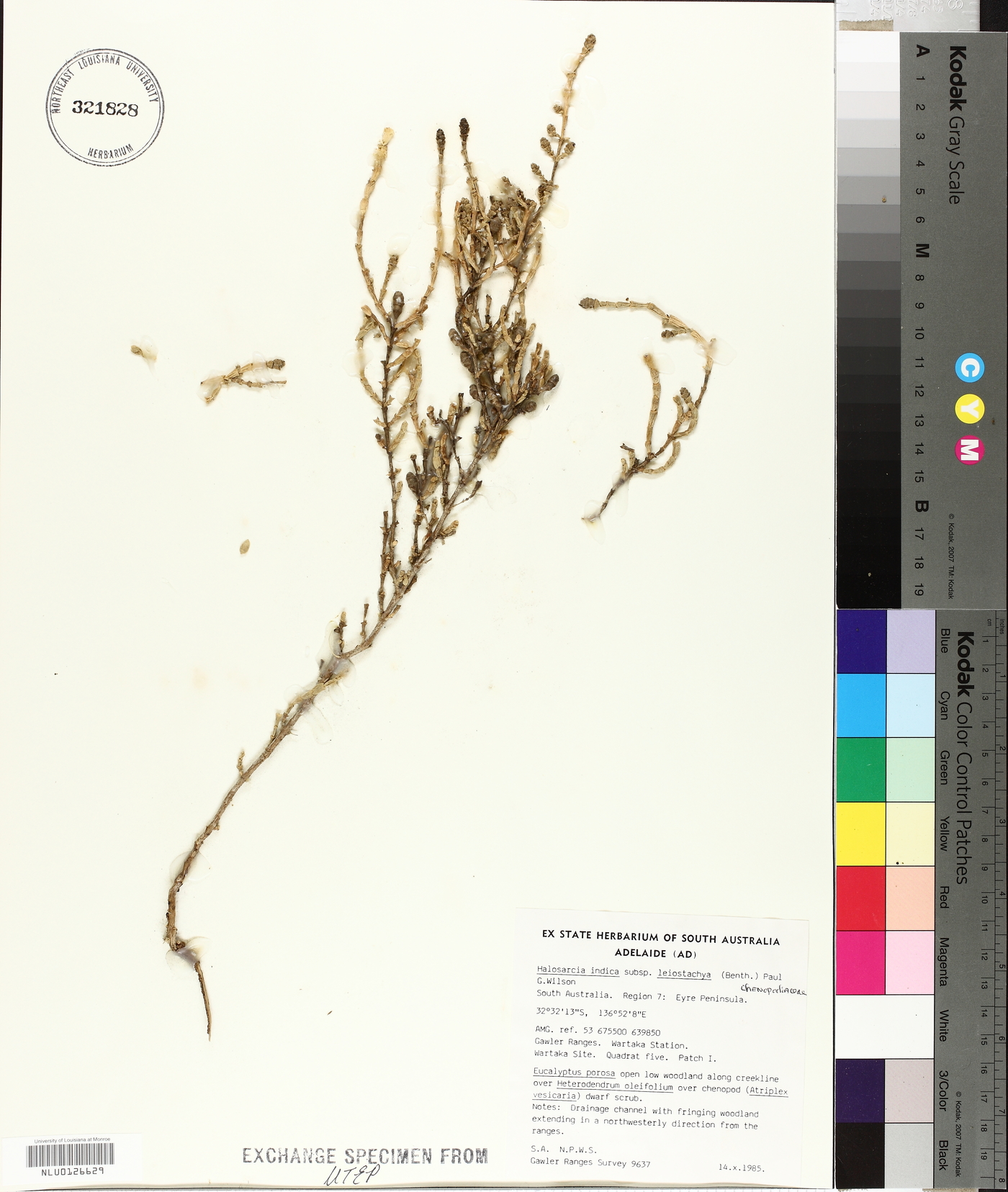 Halosarcia indica image