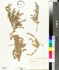 Halogeton sativus image