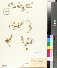 Atriplex pedunculata image