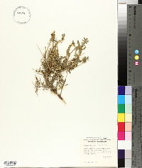 Grayia spinosa image