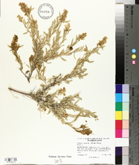 Grayia spinosa image