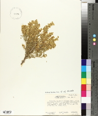 Grayia spinosa image