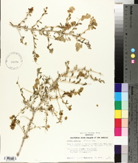 Grayia spinosa image