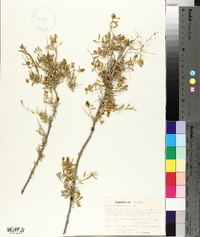 Grayia spinosa image