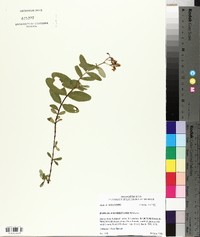 Hypericum nudiflorum image