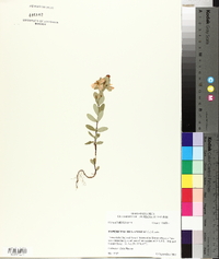 Hypericum crux-andreae image