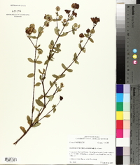 Hypericum crux-andreae image