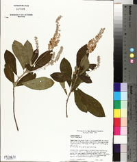 Clethra alnifolia image