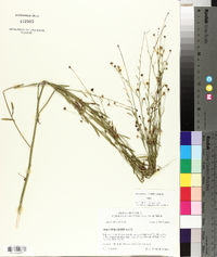 Boltonia diffusa image