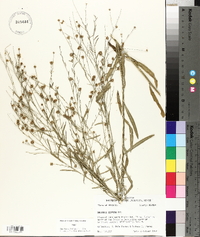 Boltonia diffusa image