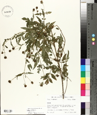 Bidens pilosa image