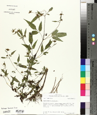 Bidens frondosa var. frondosa image